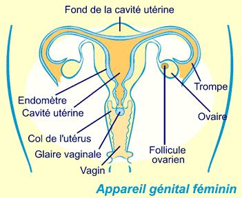 Sexe vaginal classique Escorte Guelph